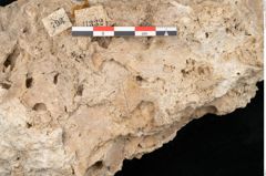 Foto (Detailansicht) von Acer pseudoplatanus L. (NHMW-GEO-2024-0188-11332)